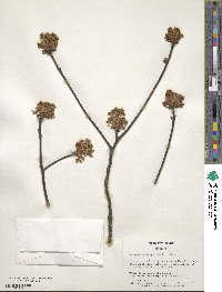 Sassafras albidum image