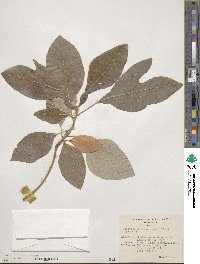 Sassafras albidum image