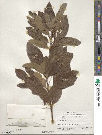 Sassafras albidum image