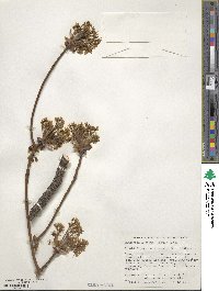 Sassafras albidum image