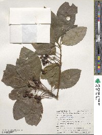 Sassafras albidum image