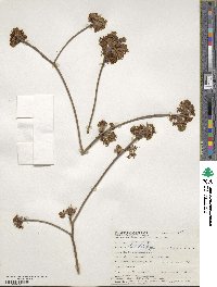 Sassafras albidum image