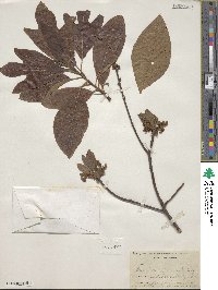 Sassafras officinale image