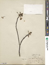 Sassafras albidum image