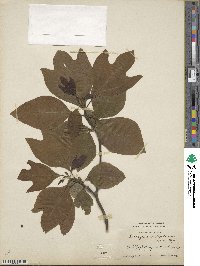 Sassafras albidum image