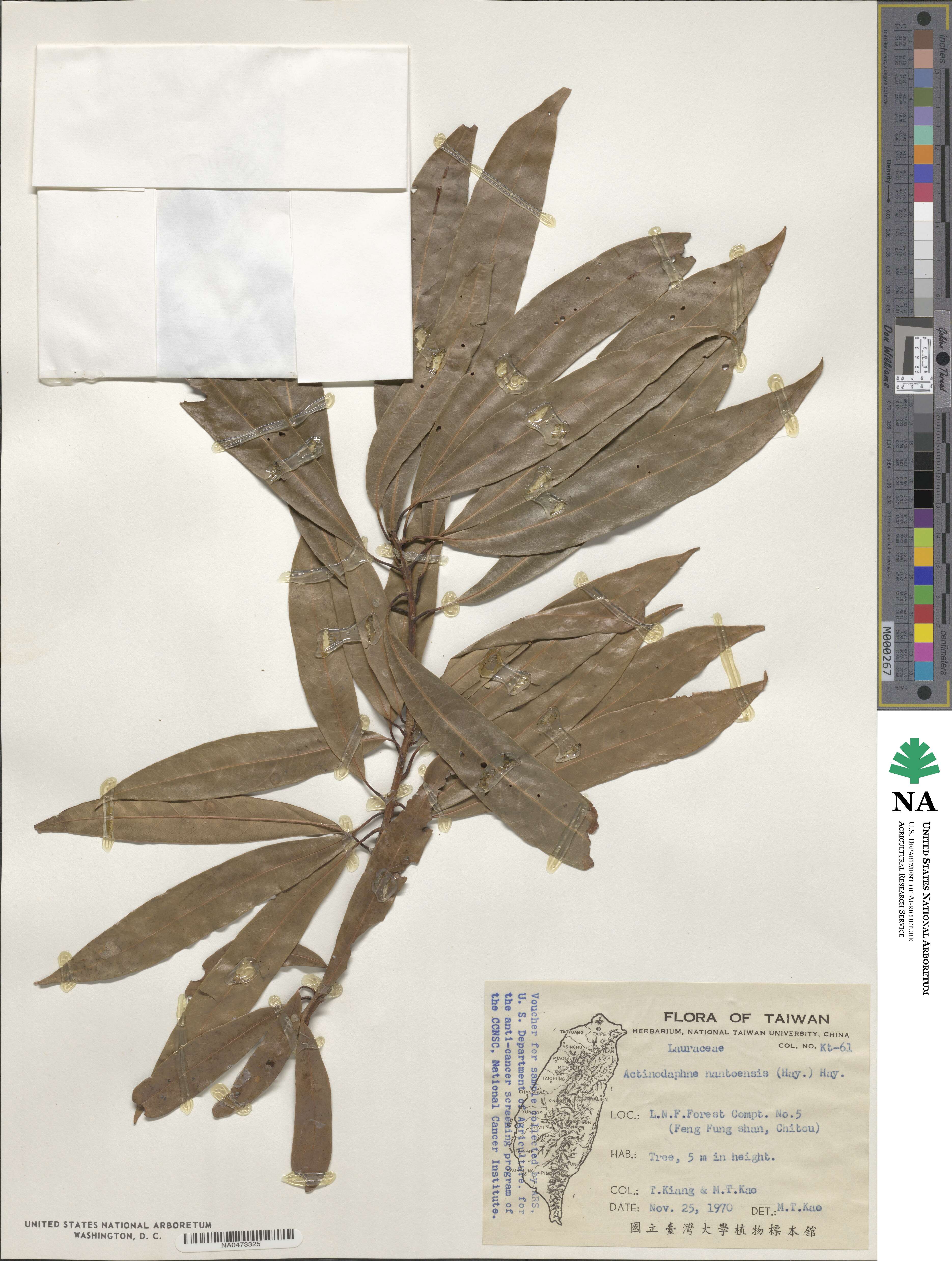 Actinodaphne acuminata image