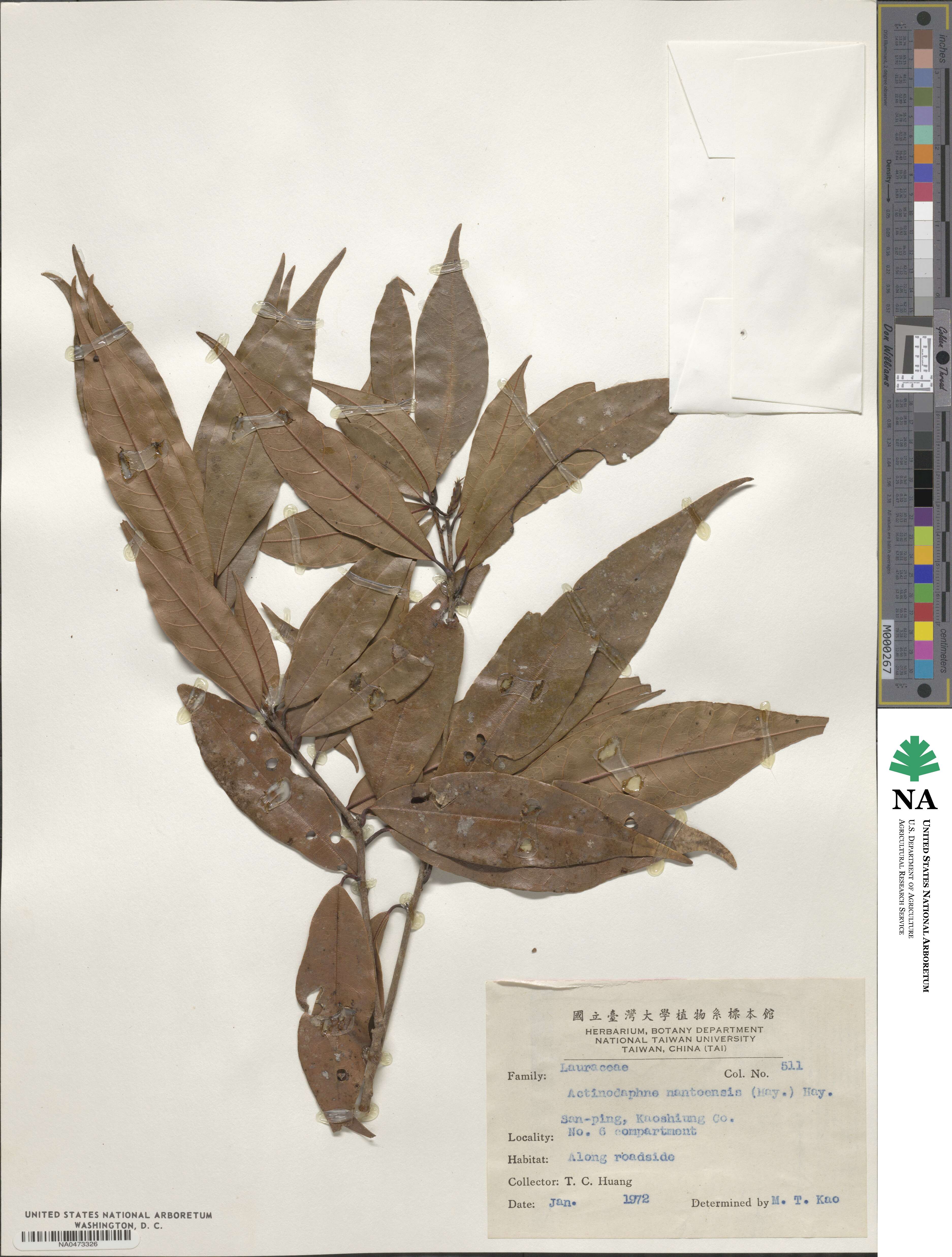 Actinodaphne acuminata image