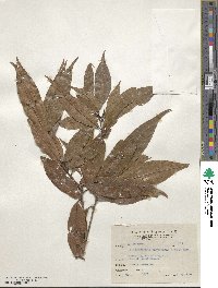 Actinodaphne acuminata image