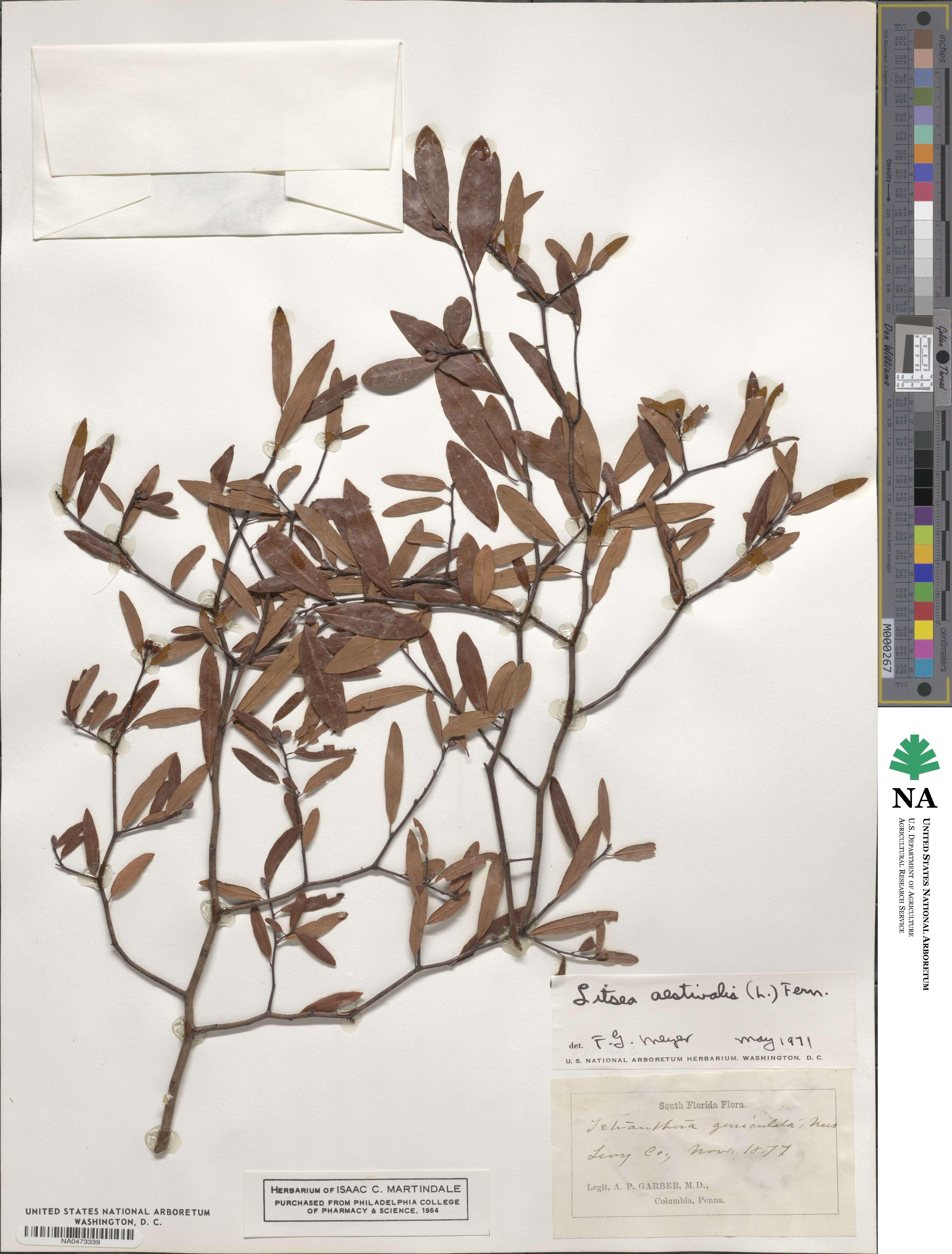 Litsea aestivalis image