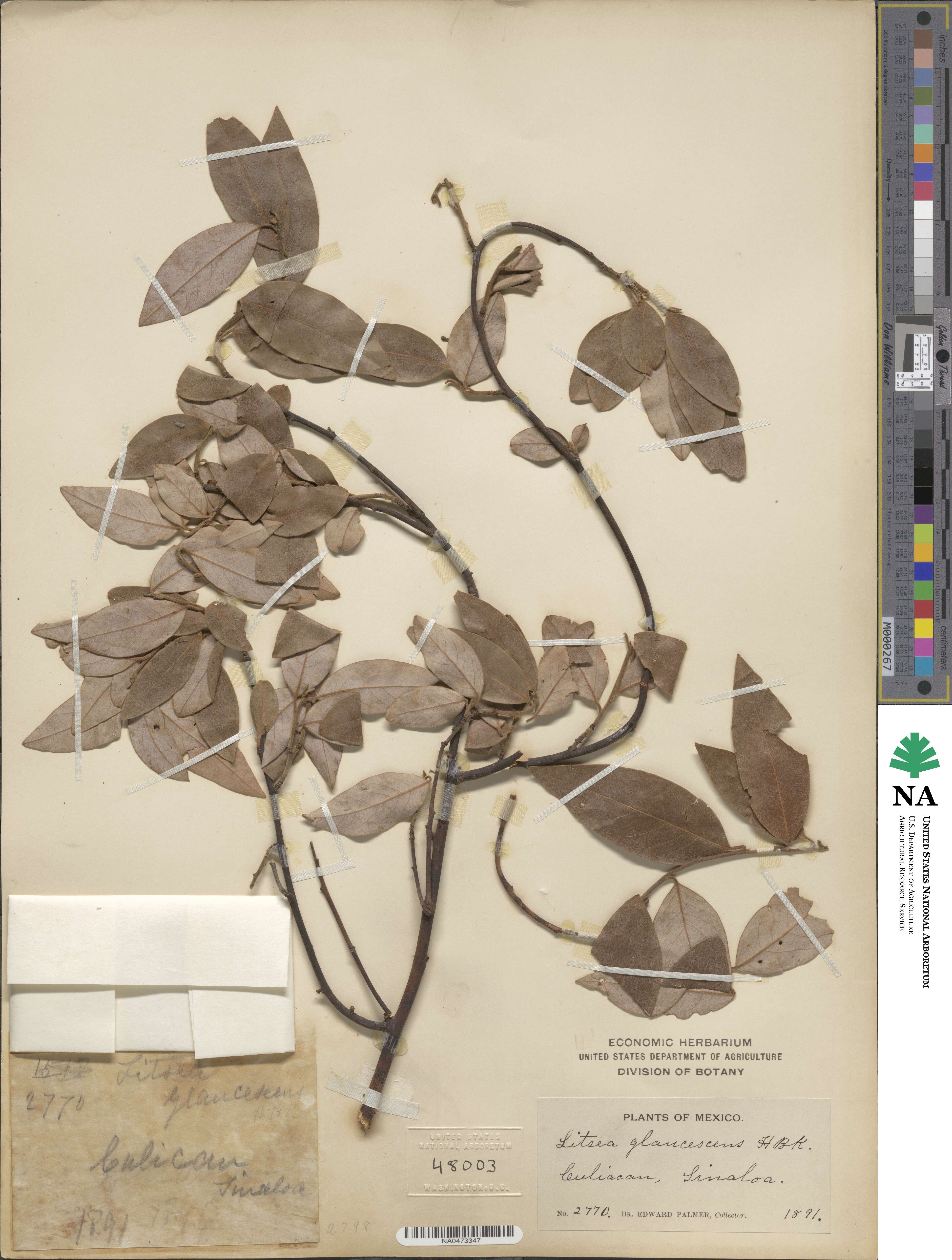 Licaria triandra image