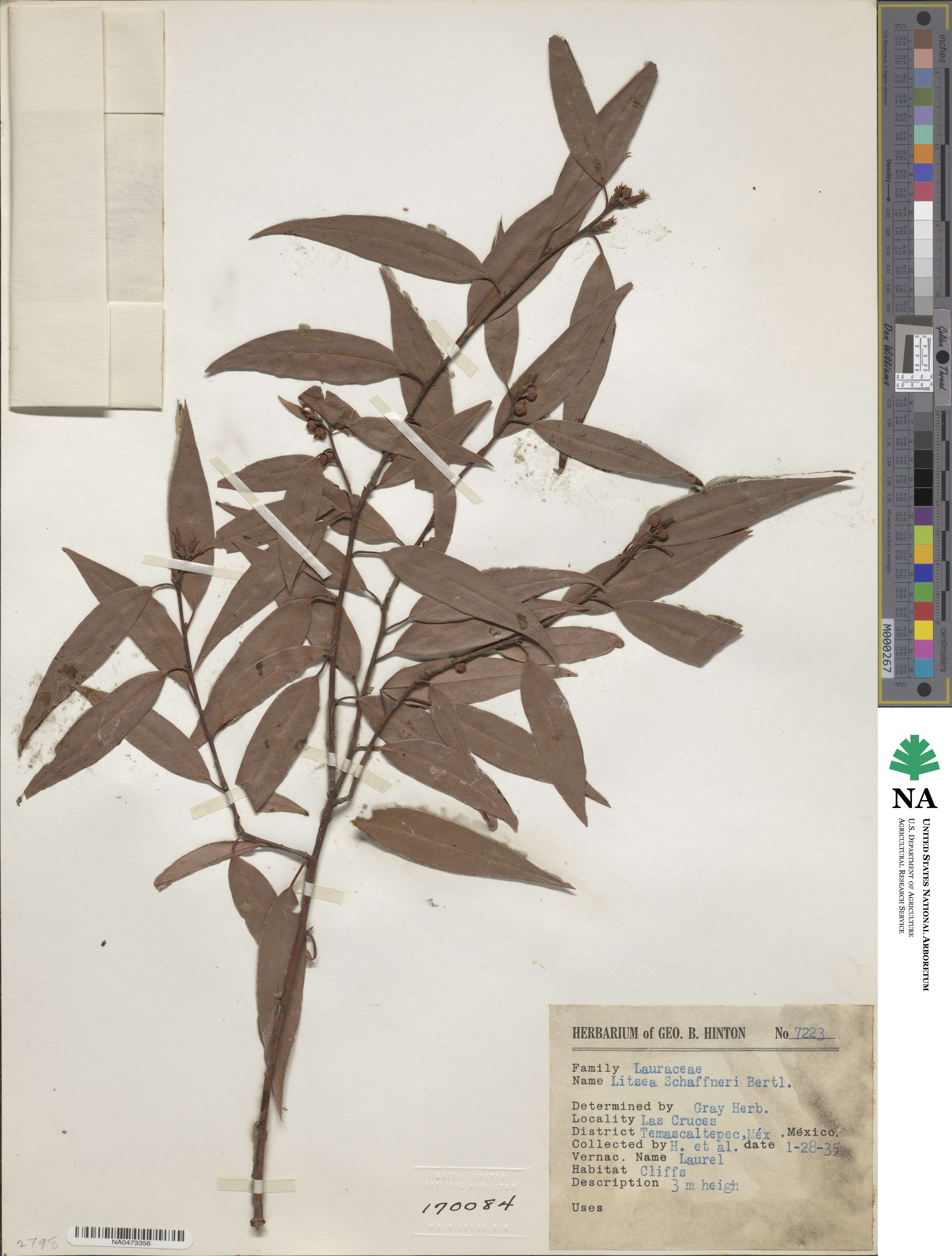 Licaria triandra image