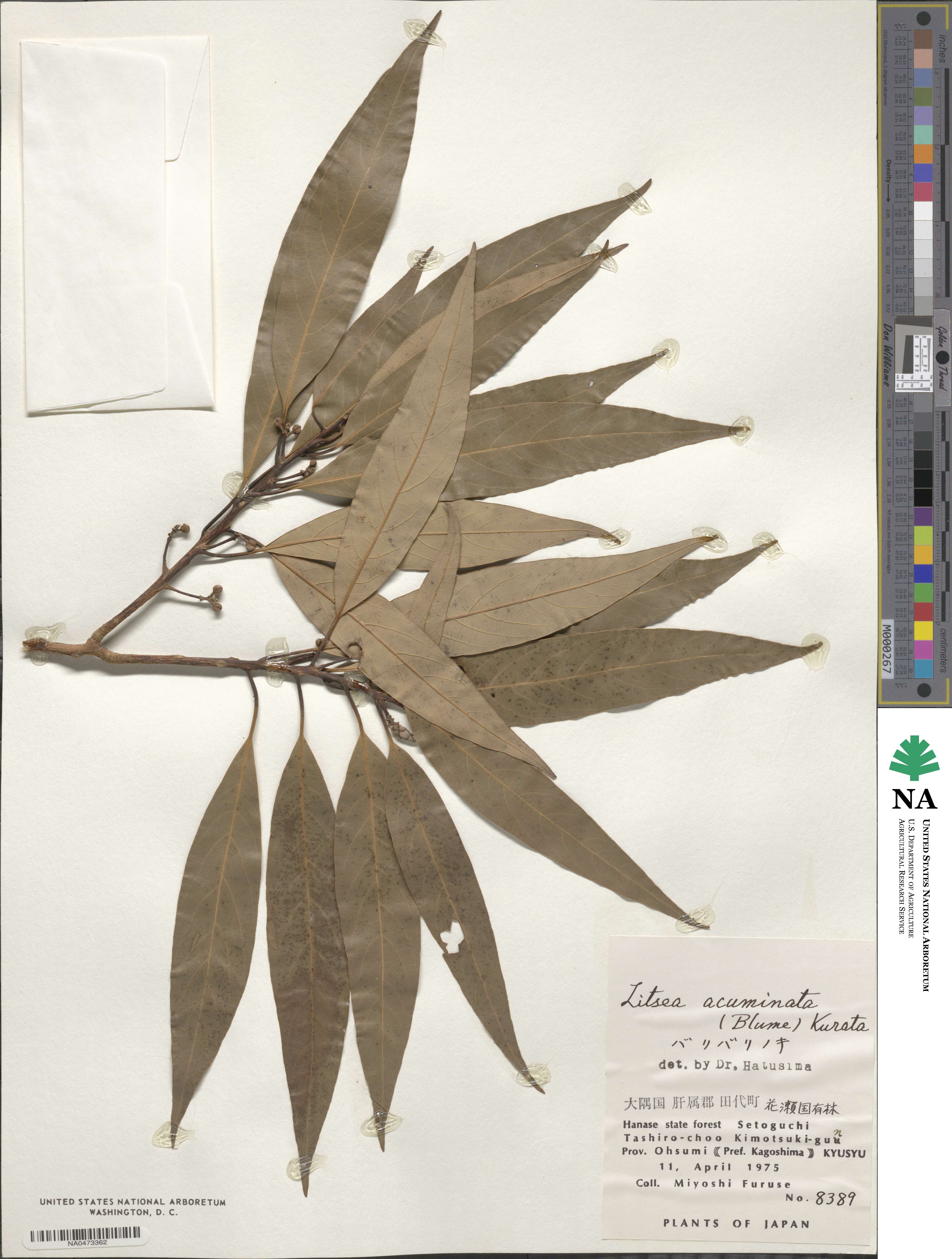 Actinodaphne acuminata image