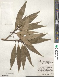 Actinodaphne acuminata image