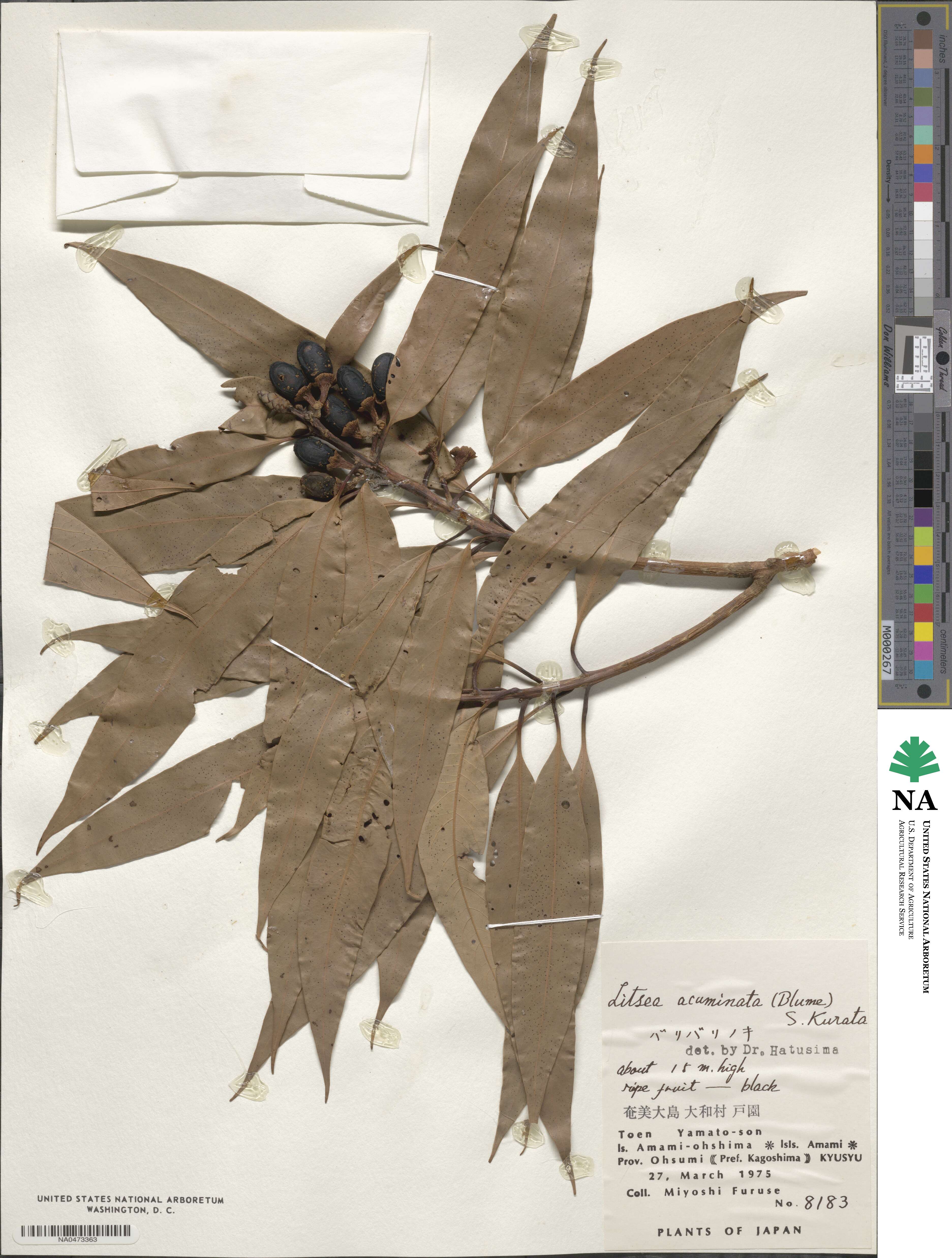 Actinodaphne acuminata image