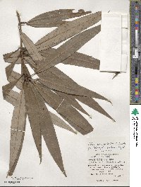 Actinodaphne acuminata image