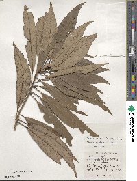 Actinodaphne acuminata image