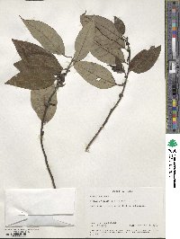 Litsea cubeba image