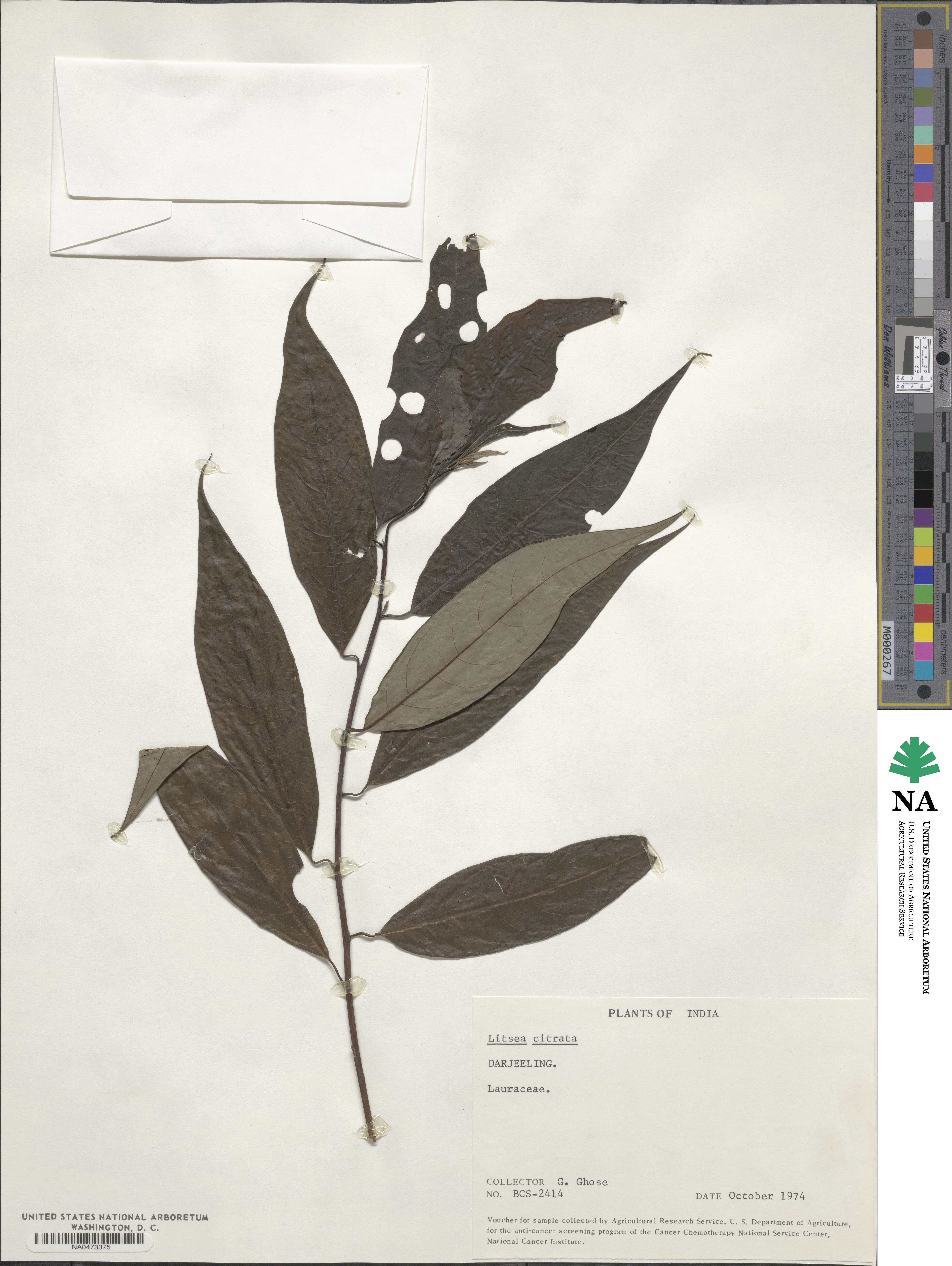 Litsea cubeba image