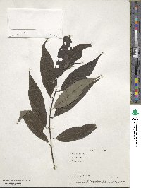 Litsea cubeba image