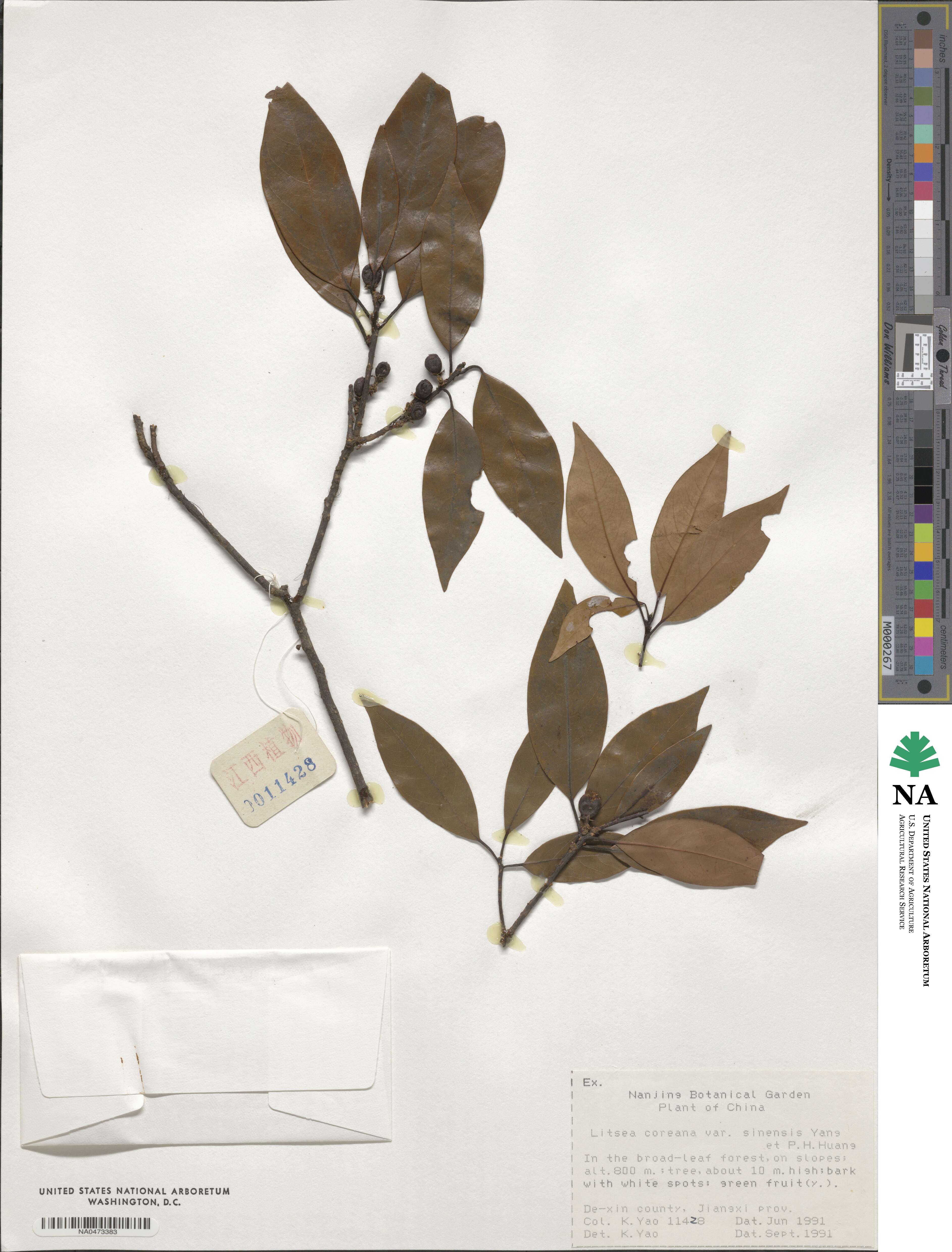 Litsea coreana var. sinensis image