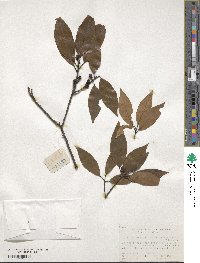 Litsea coreana var. sinensis image