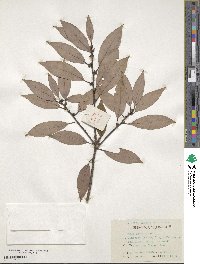 Litsea coreana var. sinensis image