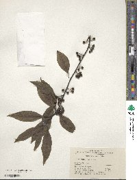 Litsea cubeba image