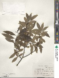 Litsea cubeba image