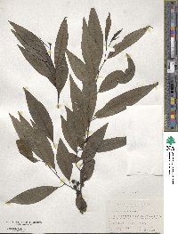 Litsea cubeba image