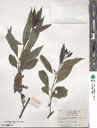 Litsea cubeba image