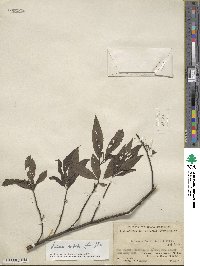 Litsea cubeba image