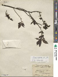 Litsea cubeba image