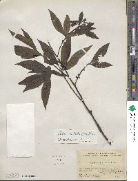 Litsea cubeba image