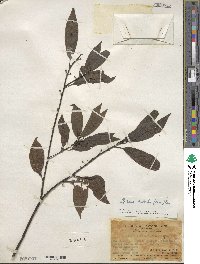 Litsea cubeba image