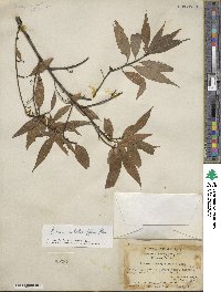 Litsea cubeba image