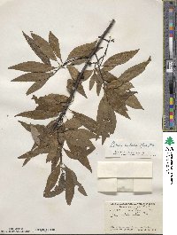 Litsea cubeba image