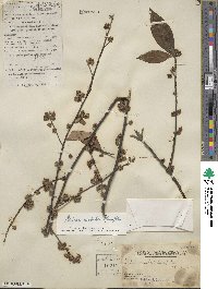 Litsea cubeba image