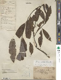 Litsea cubeba image