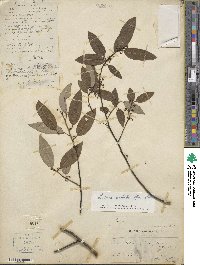 Litsea cubeba image