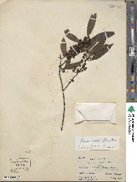 Litsea cubeba image