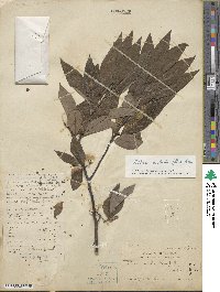 Litsea cubeba image