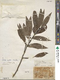 Litsea cubeba image