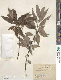 Litsea cubeba image