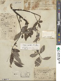 Litsea cubeba image