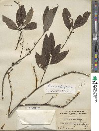 Litsea cubeba image