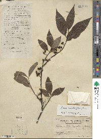 Litsea cubeba image