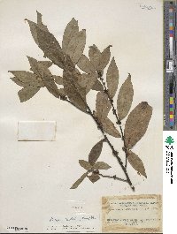 Litsea cubeba image