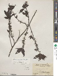 Litsea cubeba image