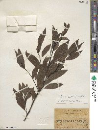 Litsea cubeba image