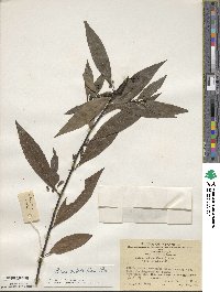 Litsea cubeba image